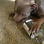 animal, bottle, brown_dog, canine, carpet, close_up, collar, curious, dog, domestic, floor, home, indoor, lying_down, paw, pet, plastic_bottle, playful, sniffing, texture