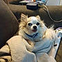 animal, blanket, blue_collar, brown_couch, chihuahua, companion, couch, cozy, cute, dog, domestic, fur, furniture, household, indoor, pet, relaxed, resting, small_dog, tongue_out