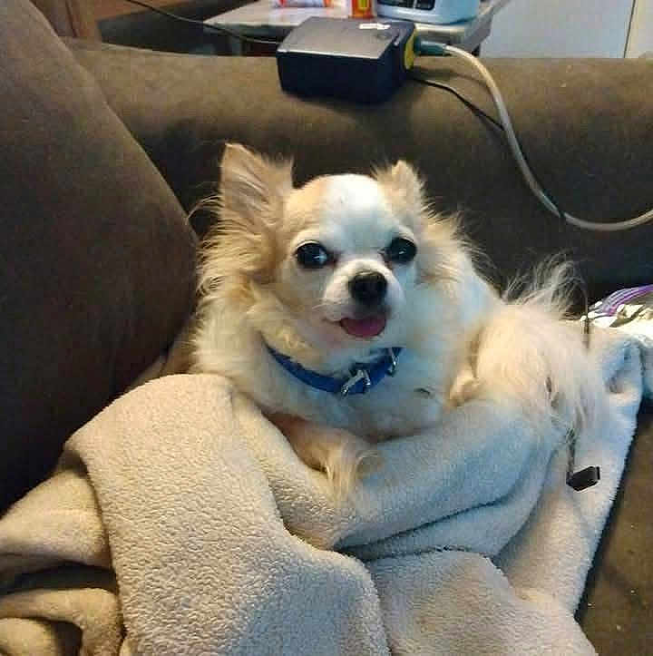 Jojo Jonthan joined the competition — help win amazing prizes! animal, blanket, blue_collar, brown_couch, chihuahua, companion, couch, cozy, cute, dog, domestic, fur, furniture, household, indoor, pet, relaxed, resting, small_dog, tongue_out