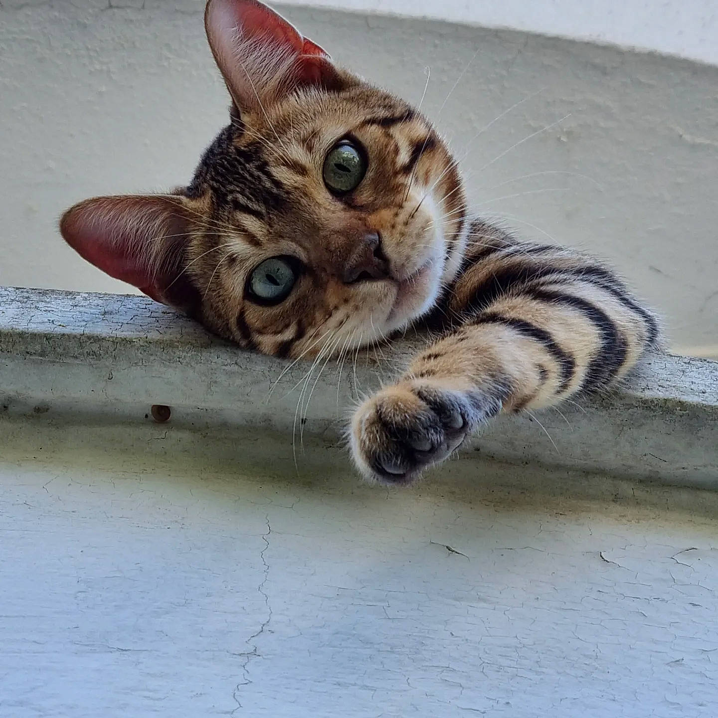 Simba participe au concours pour gagner de l'argent avec cette photo : carnivore, cat, claw, domestic_short_haired_cat, eye, felidae, foot, fur, head, paw, small_to_medium_sized_cats, snout, tail, terrestrial_animal, tree, whiskers, wildlife, wood