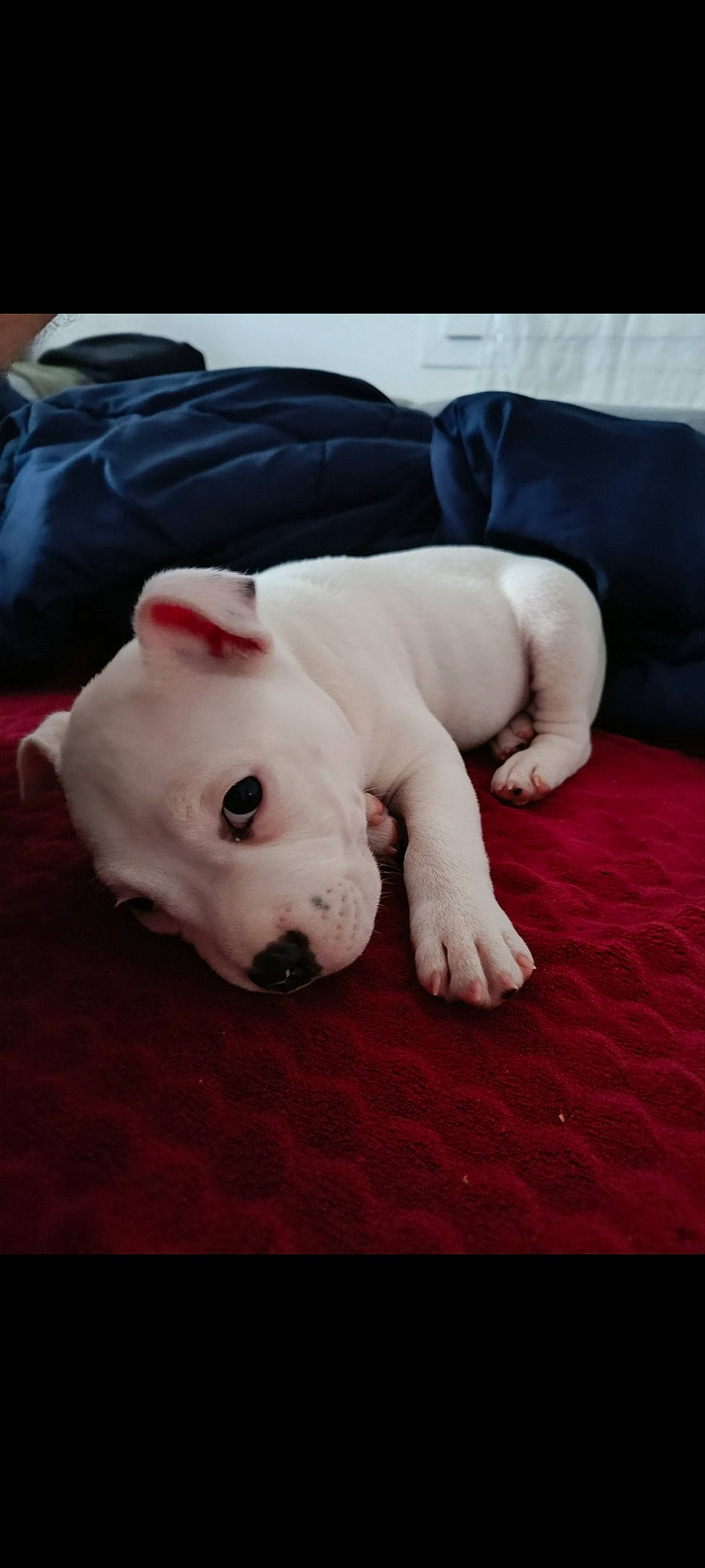 Groot a rejoint le concours — aidez-le/la à gagner de superbes lots ! bull_terrier, canidae, carnivore, comfort, companion_dog, dog, dog_breed, dogo_argentino, domestic_pig, fawn, grey, guard_dog, metal, non_sporting_group, puppy, sporting_group, suidae, tail, terrestrial_animal, working_animal