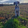animal, clouds, collar, cute, dalmatian, daytime, dog, field, grass, landscape, leash, nature, outdoor, pet, puppy, rural, sitting, sky, spot, sunlight