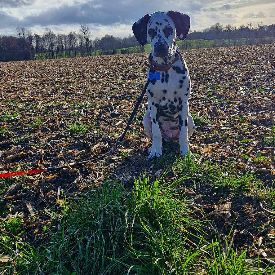 Atlas participe au concours pour gagner de l'argent avec cette photo : animal, clouds, collar, cute, dalmatian, daytime, dog, field, grass, landscape, leash, nature, outdoor, pet, puppy, rural, sitting, sky, spot, sunlight