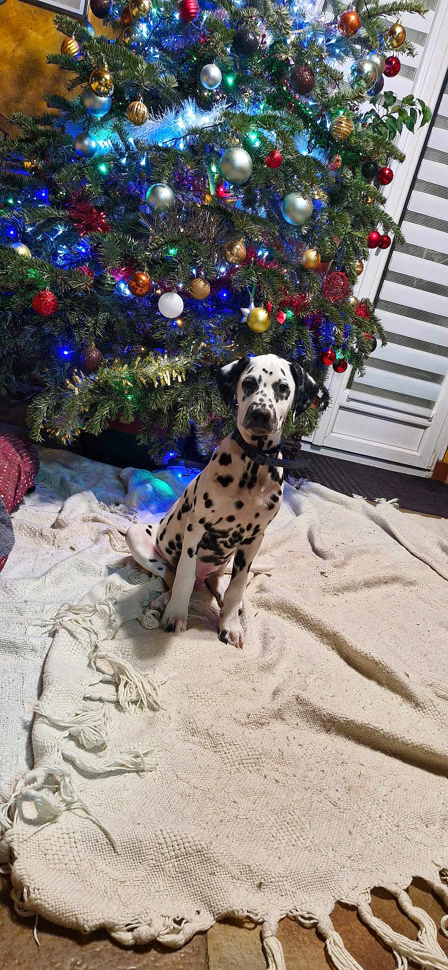 Atlas participe au concours pour gagner de l'argent avec cette photo : dalmatian, puppy, dog, christmas_tree, ornaments, lights, blanket, indoor, festive, decorations, holiday, pet, floor, home, curious, sitting, collar, fur, greenery, celebration