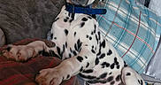 Atlas participe au concours pour gagner de l'argent avec cette photo : animal, blanket, collar, couch, cozy, curious, cute, dalmatian, decor, dog, domestic, furniture, indoor, living_room, pet, pillow, puppy, resting, spotty, young