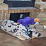 animal, blanket, cozy, dalmatian, dog, dog_bowl, fire, fireplace, home, household, indoor, pet, purple_toy, quiet, relaxing, resting, sleeping, stuffed_toy, tile_floor, warm