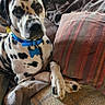 animal, blanket, collar, comfort, couch, crate, crossed_paws, dalmatian, dog, domestic, fur, fur_pattern, home, indoors, living_room, mammal, pet, pillow, relaxed, spotted