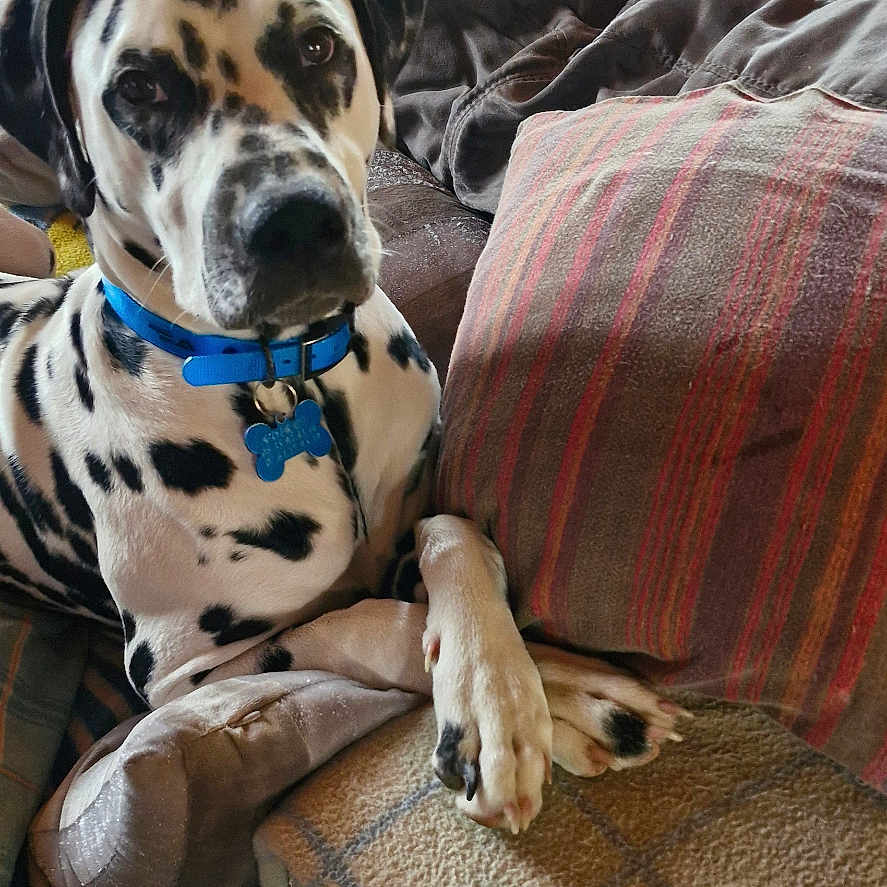 Atlas