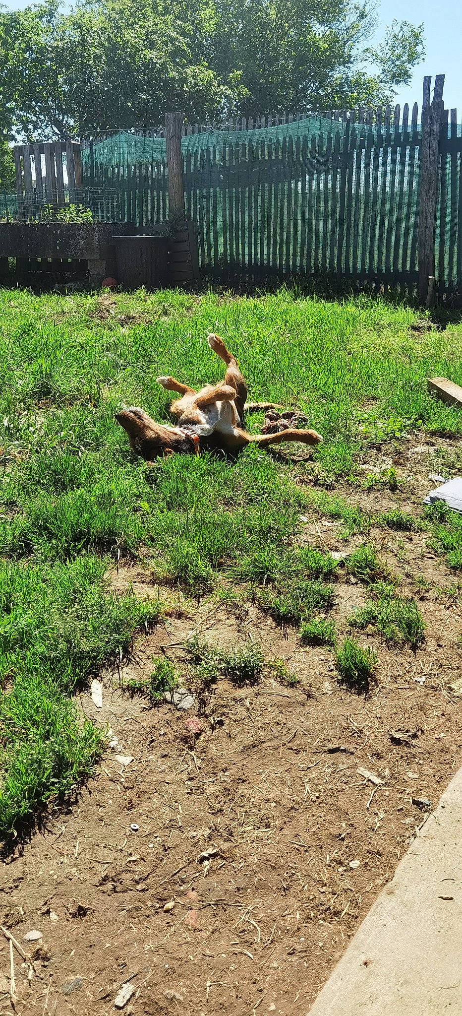 Lilou a rejoint le concours — aidez-le/la à gagner de superbes lots ! backyard, canidae, garden, grass, groundcover, lawn, plant, soil, yard