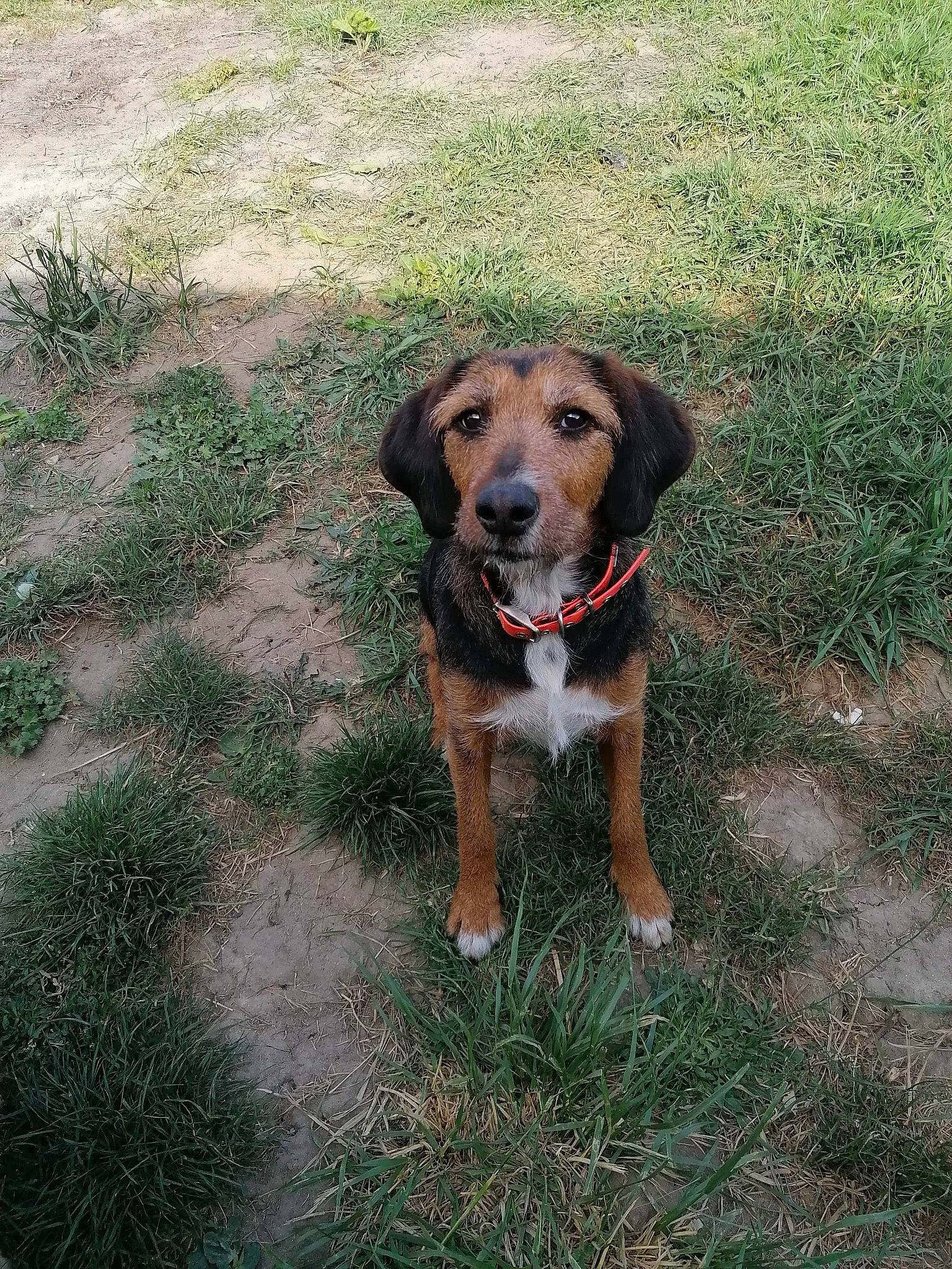 Lilou a rejoint le concours — aidez-le/la à gagner de superbes lots ! beagle, canidae, carnivore, coonhound, dog, dog_breed, fawn, grass, hound, hunting_dog, mammal, mountain_cur, polish_hound, rare_breed_dog, sporting_group, treeing_walker_coonhound, tyrolean_hound