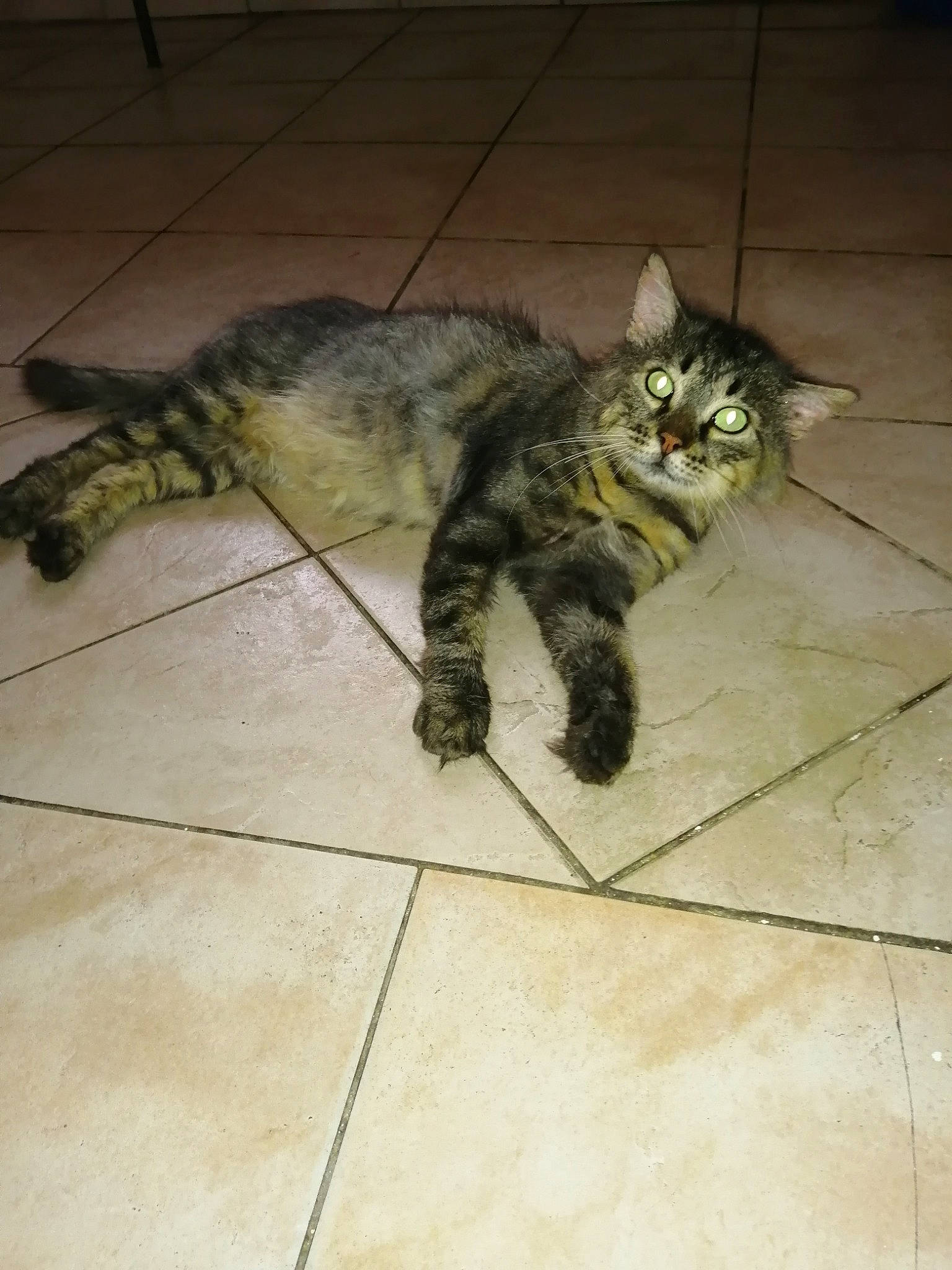 Marley a rejoint le concours — aidez-le/la à gagner de superbes lots ! american_shorthair, asian, bengal, carnivore, cat, domestic_short_haired_cat, dragon_li, egyptian_mau, european_shorthair, eye, felidae, floor, flooring, kitten, mammal, small_to_medium_sized_cats, tabby_cat, tail, whiskers, wild_cat