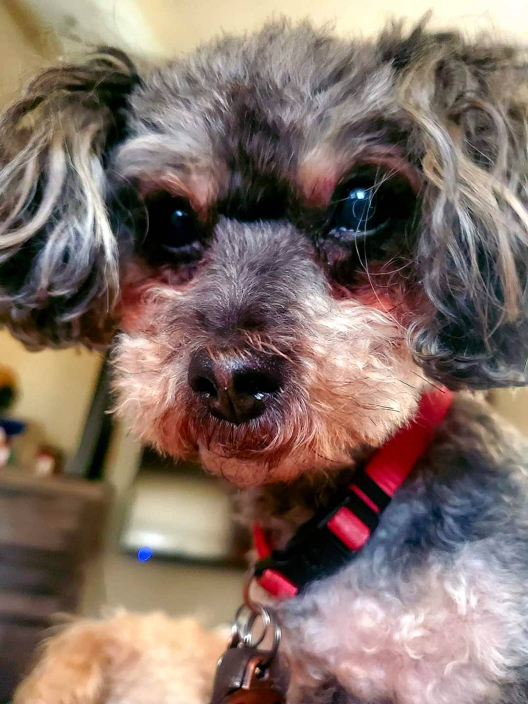 Bitty joined the competition — help win amazing prizes! carnivore, collar, companion_dog, dog, dog_breed, dog_clothes, dog_collar, dog_supply, ear, fawn, head, liver, small_terrier, snout, sporting_group, terrier, toy_dog, water_dog, whiskers, working_animal