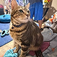 Tobias is registered to the contest to win money with this photo: cat, tabby, pet, animal, whiskers, collar, bell, sitting, indoors, bedroom, blanket, remote_control, television, person, clothing, slippers, flowers, furniture, cozy, portrait