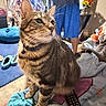 cat, tabby, pet, animal, whiskers, collar, bell, sitting, indoors, bedroom, blanket, remote_control, television, person, clothing, slippers, flowers, furniture, cozy, portrait