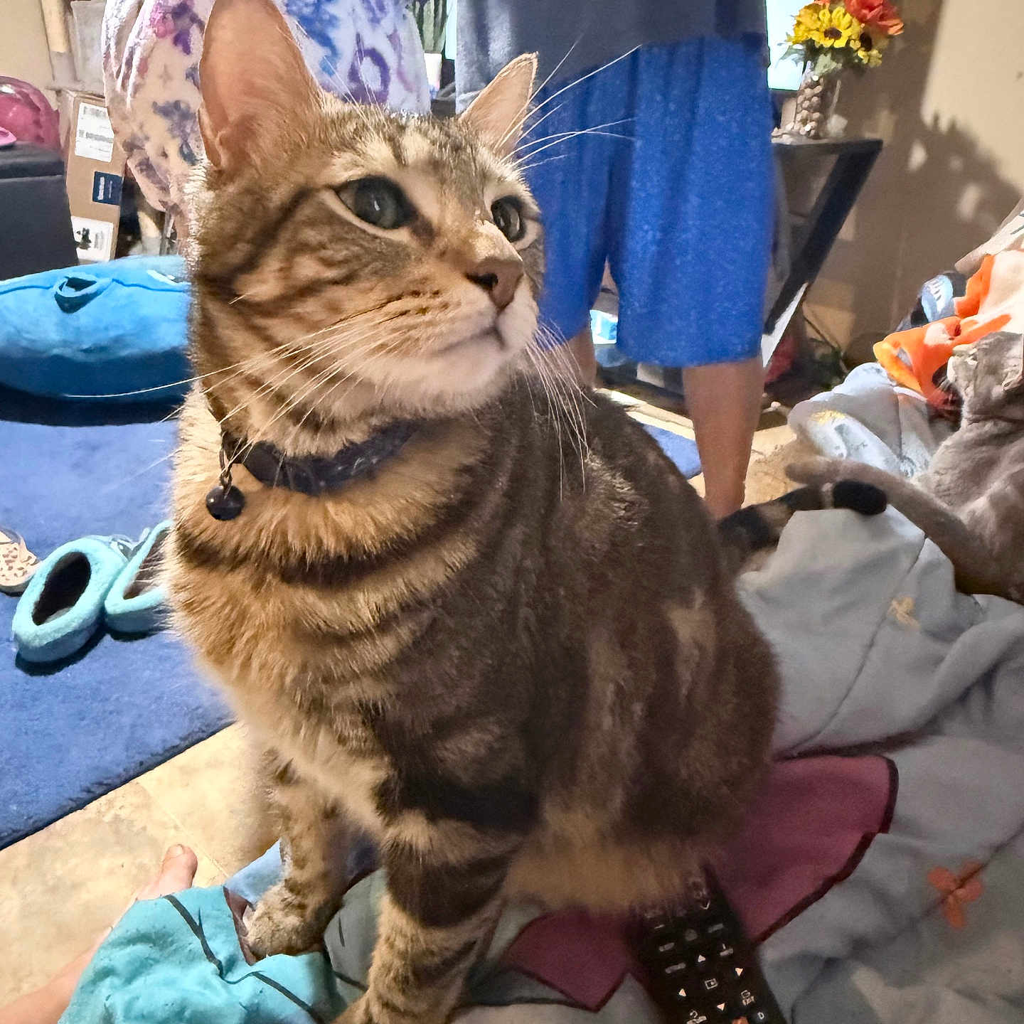 Tobias