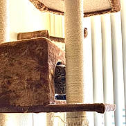 Sissy Hazel Buddy joined the competition — help win amazing prizes! cat, tabby, cat_tree, scratching_post, sisal_rope, peeking, curious, indoor, blinds, backlight, sunlight, plush, hideout, platform, toy_ball, fur, whiskers, eyes, home, furniture