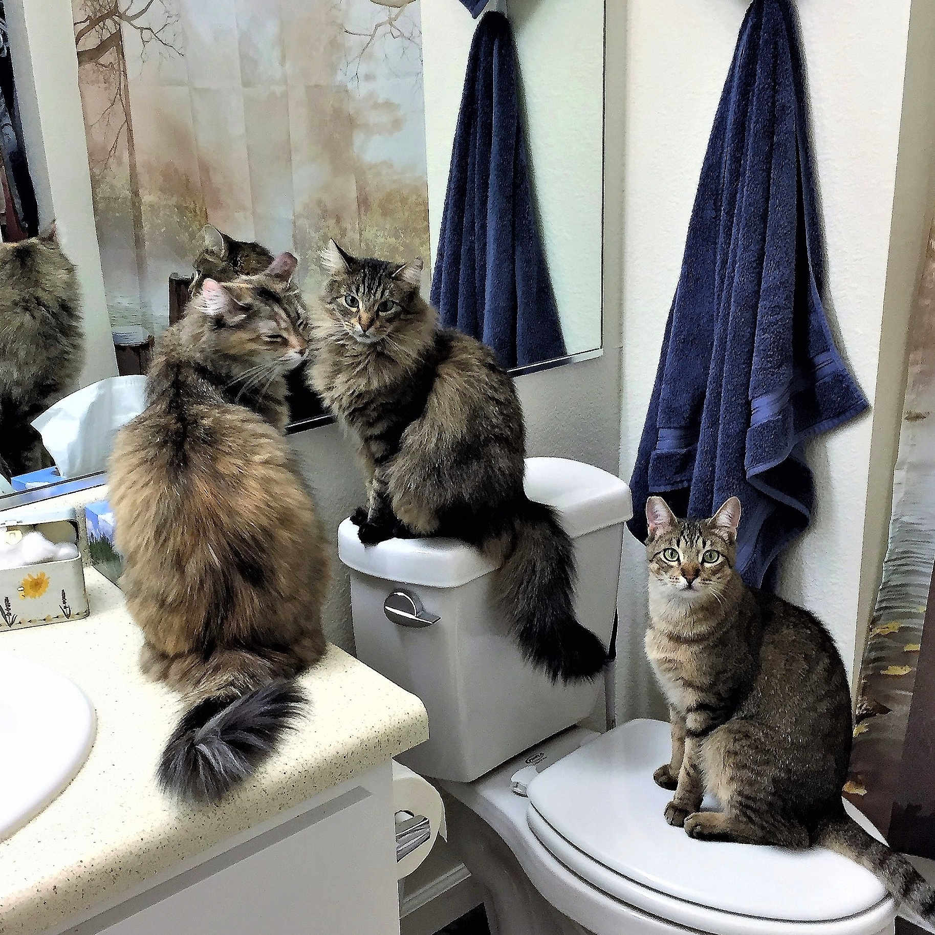 Sissy Hazel Buddy is registered to the contest to win money with this photo: cat, multiple_cats, tabby_cat, longhair_cat, bathroom, toilet, toilet_tank, toilet_seat, mirror_reflection, towel, towel_on_hook, countertop, sink, tissue_box, sitting, looking_at_camera, furry_tail, indoor, pet, curious_expression