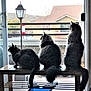 Sissy Hazel Buddy is registered to the contest to win money with this photo: cat, cats, three_cats, feline, fluffy, bench, window, balcony, bird_feeder, lamp_post, silhouette, indoor, outdoor_view, tail, sitting, looking, pet, house, wooden_bench, fur