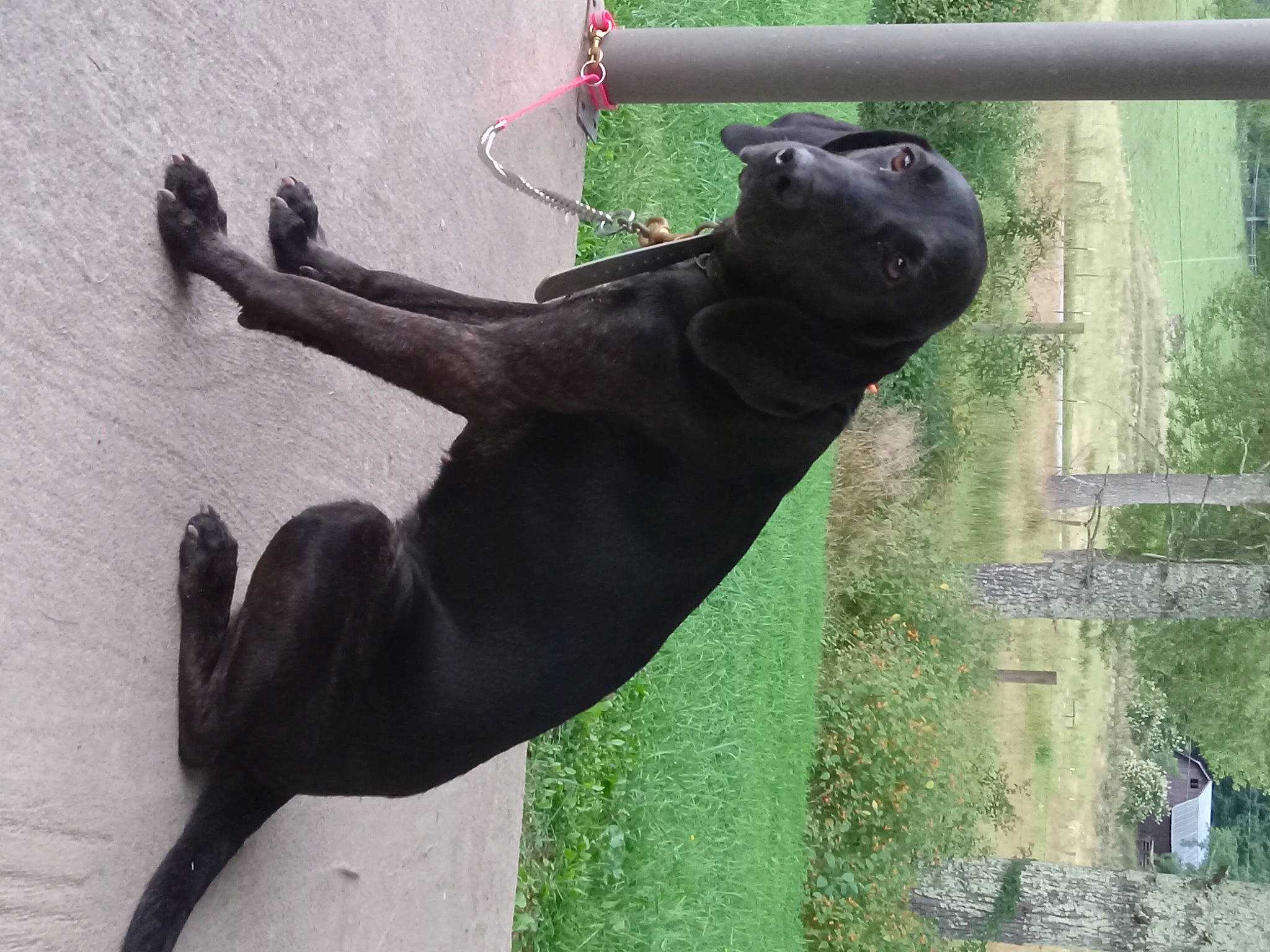 Raven is registered to the contest to win money with this photo: art, canidae, common_chimpanzee, dog_breed, fawn, felidae, fence, gesture, grass, guard_dog, plant, sculpture, shadow, snout, sporting_group, tail, terrestrial_animal, tree, wildlife, window