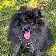 Willow a rejoint le concours — aidez-le/la à gagner de superbes lots ! dog, fluffy, tongue_out, grass, outdoor, harness, pet, canine, happy, sunlight, nature, animal, cute, leash, sitting, fur, playful, daylight, mammal, portrait