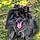 Willow