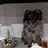 Willow participe au concours pour gagner de l'argent avec cette photo : puppy, dog, fluffy, glass, liquid, buddha_statue, glass_dome, cactus, decor, mat, indoor, pet, table, white_surface, sitting, small, cute, domestic_animal, furry, companion