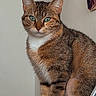 animal, calm, cat, cute, domestic_animal, ears, feline, fur, green_eyes, indoor, looking_at_camera, pet, photograph, portrait, sitting, tabby_cat, tail, wall, whiskers, wooden_surface