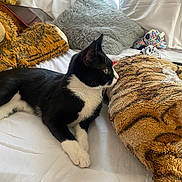 Mama joined the competition — help win amazing prizes! animal, bed, black_and_white_cat, cat, cozy, curtains, domestic_animal, feline, home, indoor, pet, pillow, plush_toy, relaxed, resting, side_view, soft_texture, stuffed_animal, tiger_pattern, white_bedspread