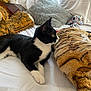 animal, bed, black_and_white_cat, cat, cozy, curtains, domestic_animal, feline, home, indoor, pet, pillow, plush_toy, relaxed, resting, side_view, soft_texture, stuffed_animal, tiger_pattern, white_bedspread