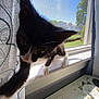 Mama is registered to the contest to win money with this photo: black_and_white, cat, closeup, curious, curtain, daylight, exploration, feline, home, house, indoor, kitten, paw, pet, screen, sunlight, tree, whiskers, window, windowsill