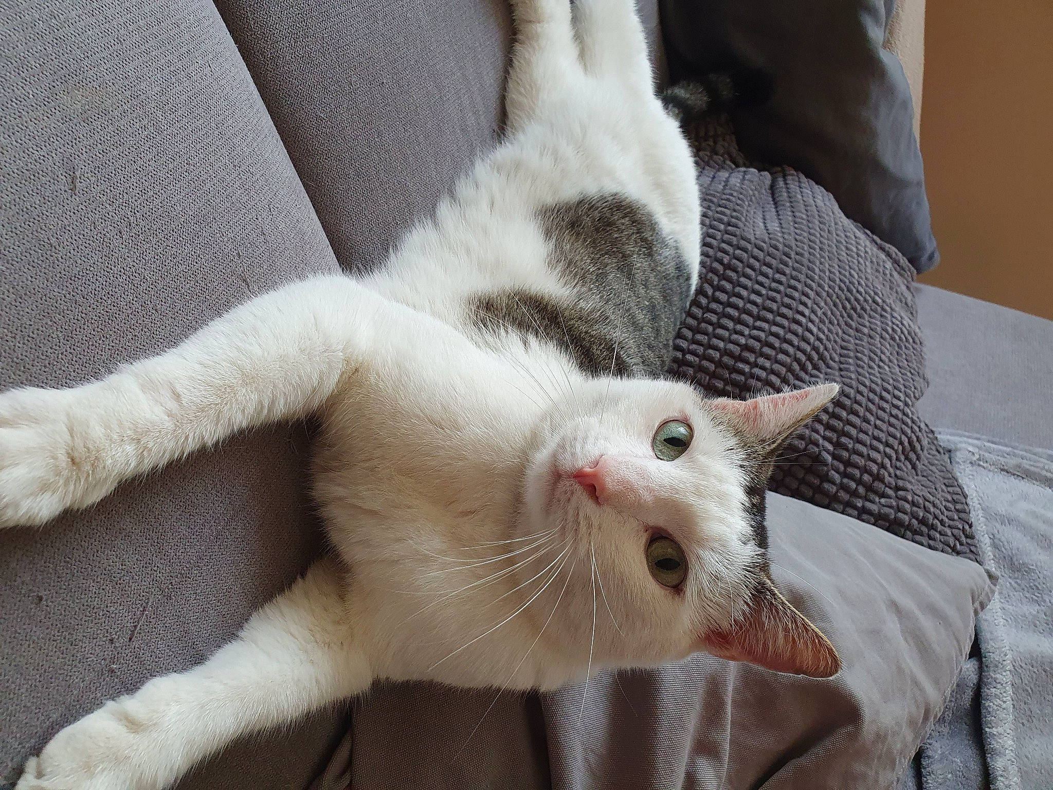 Eliott a rejoint le concours — aidez-le/la à gagner de superbes lots ! carnivore, cat, claw, comfort, domestic_short_haired_cat, fawn, felidae, fur, nail, paw, small_to_medium_sized_cats, snout, tail, terrestrial_animal, whiskers