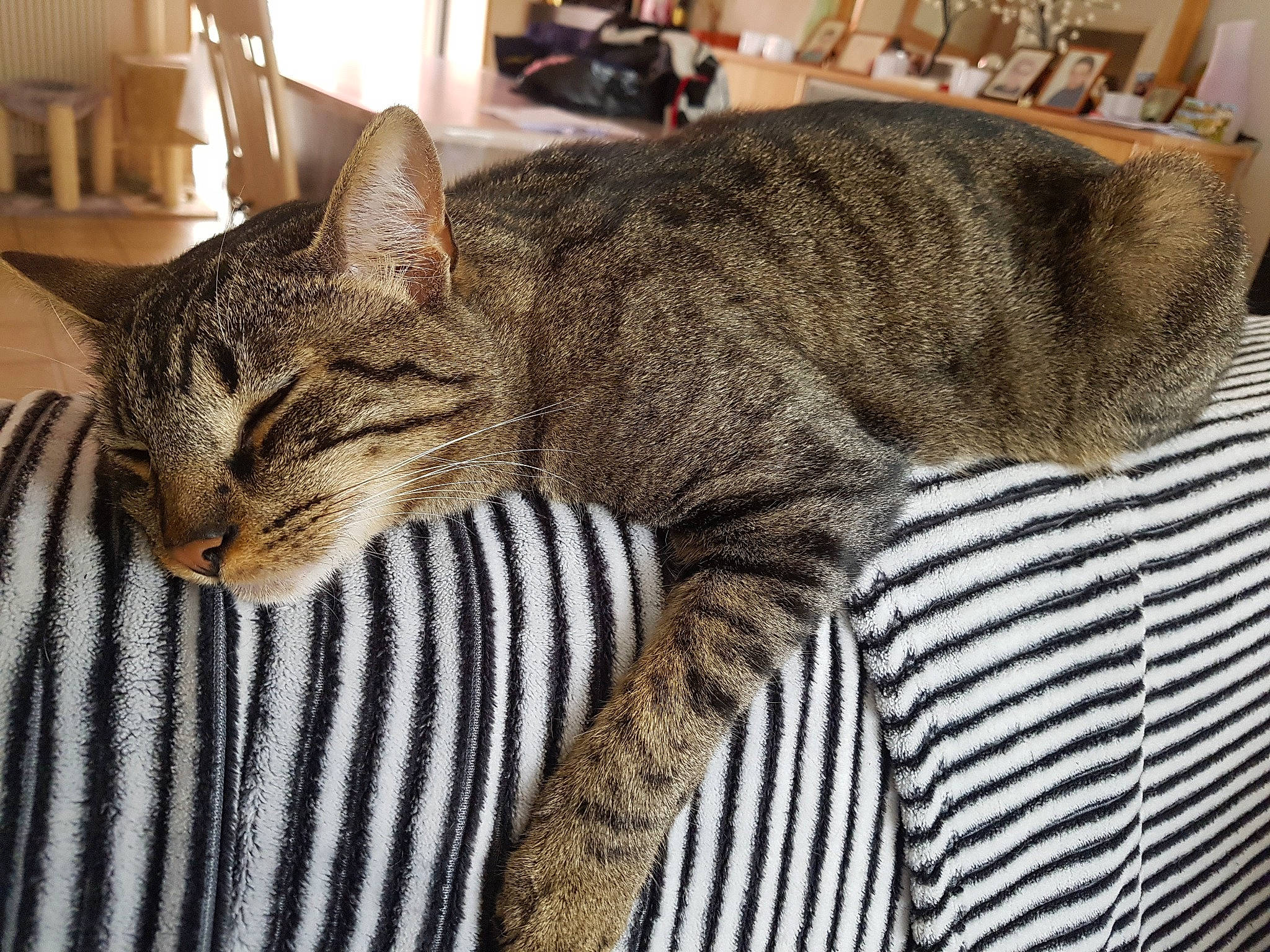 Billy a rejoint le concours — aidez-le/la à gagner de superbes lots ! carnivore, cat, claw, comfort, domestic_short_haired_cat, felidae, fur, nap, pattern, paw, sitting, sleep, small_to_medium_sized_cats, snout, tail, terrestrial_animal, tree, whiskers, wildlife