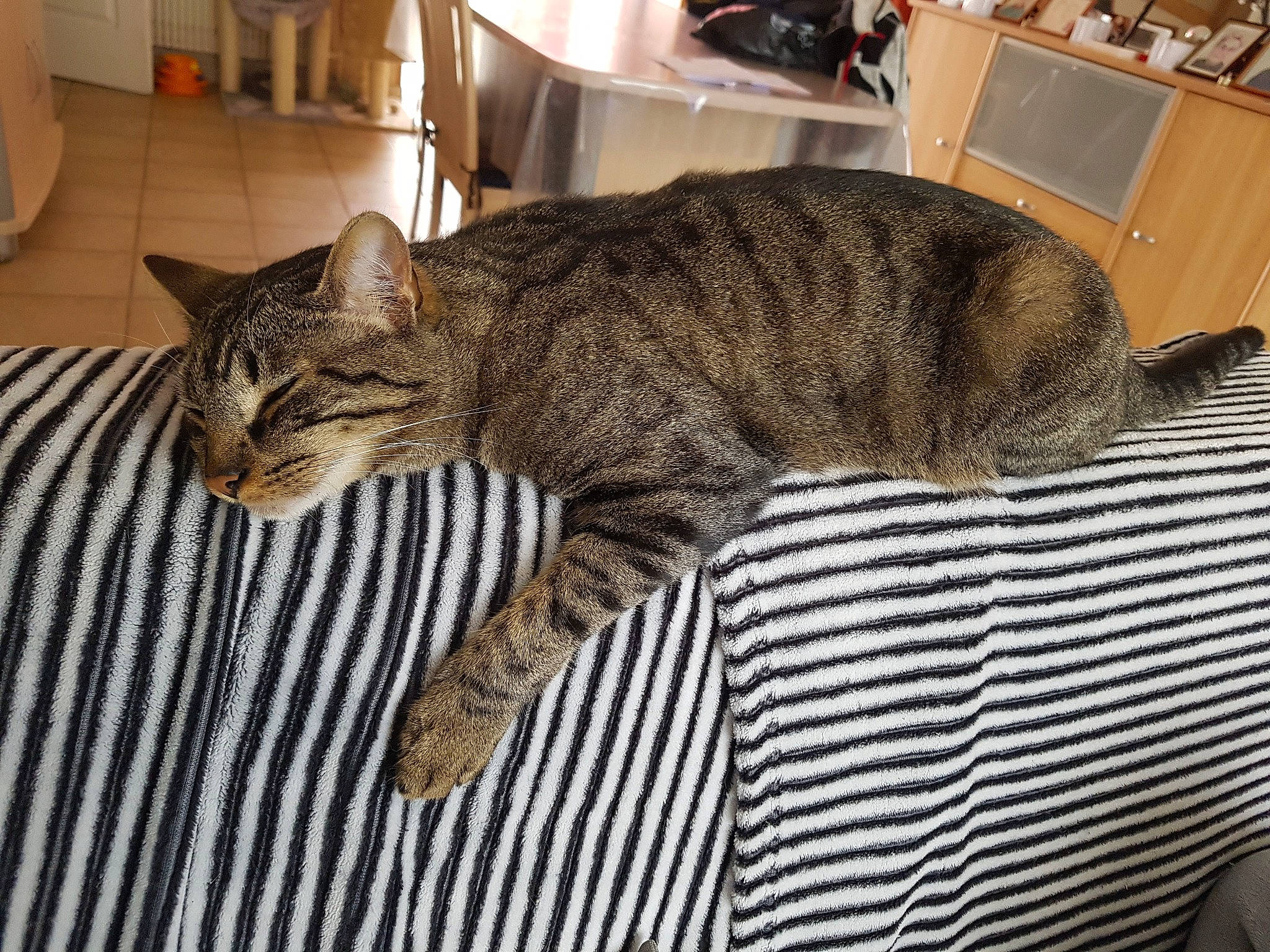 Billy a rejoint le concours — aidez-le/la à gagner de superbes lots ! cabinetry, carnivore, cat, claw, comfort, domestic_short_haired_cat, felidae, fur, houseplant, nap, paw, shipping_box, small_to_medium_sized_cats, snout, tail, terrestrial_animal, whiskers