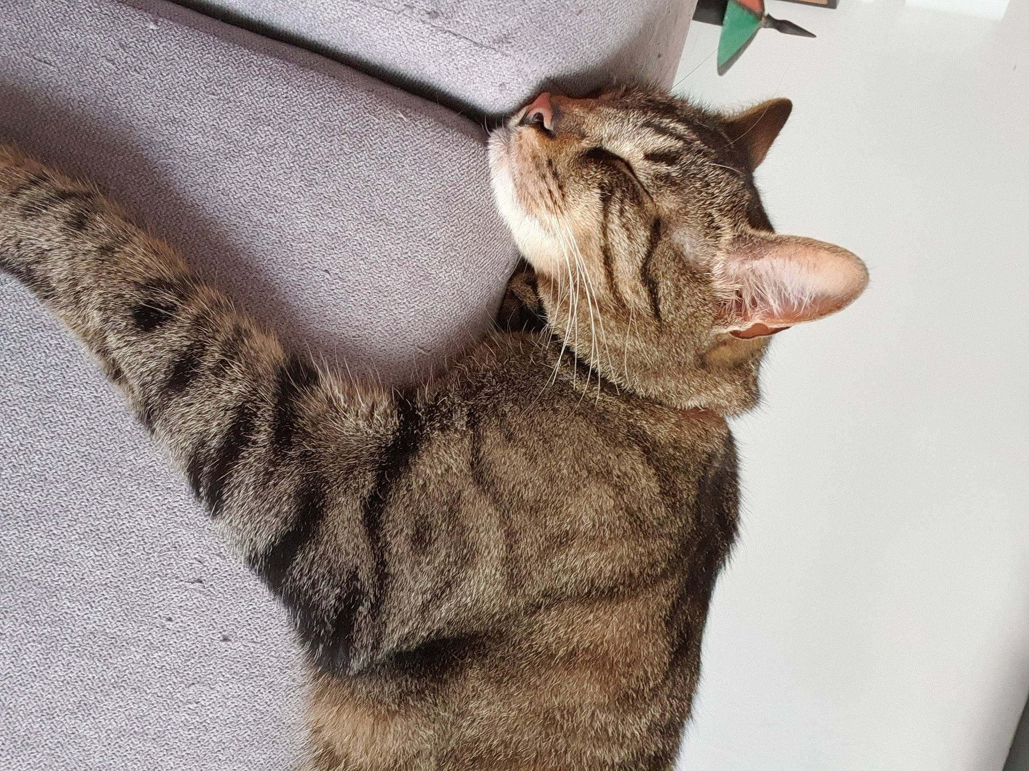 Billy a rejoint le concours — aidez-le/la à gagner de superbes lots ! art, carnivore, cat, claw, comfort, domestic_short_haired_cat, fawn, felidae, fur, gesture, paw, small_to_medium_sized_cats, snout, tail, terrestrial_animal, whiskers