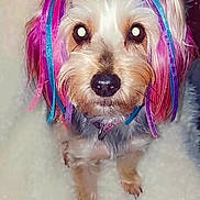 Layla joined the competition — help win amazing prizes! adorable, animal, blue, close_up, collar, colorful, cute, decorated, dog, ears, fluffy, fur, indoor, looking_up, pet, pink, playful, portrait, ribbons, small_dog