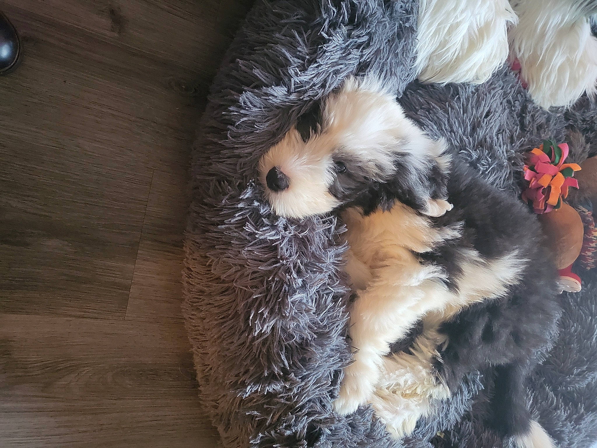 Daisy is registered to the contest to win money with this photo: canidae, carnivore, claw, companion_dog, dog_breed, fawn, feather, felidae, fur, fur_clothing, hardwood, hat, natural_material, paw, small_to_medium_sized_cats, snout, sporting_group, tail, whiskers, wood