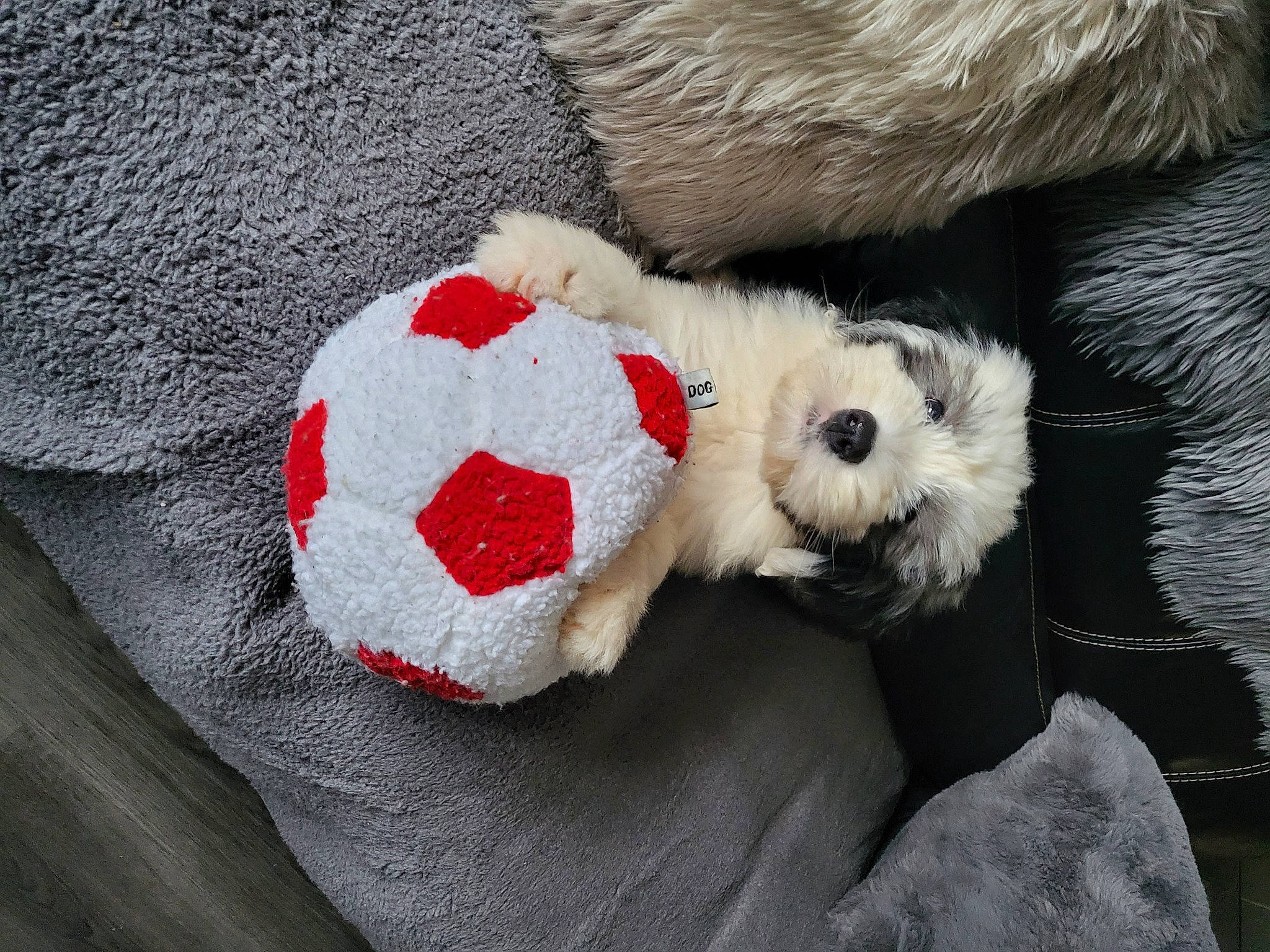 Daisy is registered to the contest to win money with this photo: ball, canidae, carmine, carnivore, christmas, companion_dog, dog, dog_breed, dog_supply, fawn, fur, linens, pattern, plush, snout, sporting_group, stuffed_toy, toy, wool, woolen