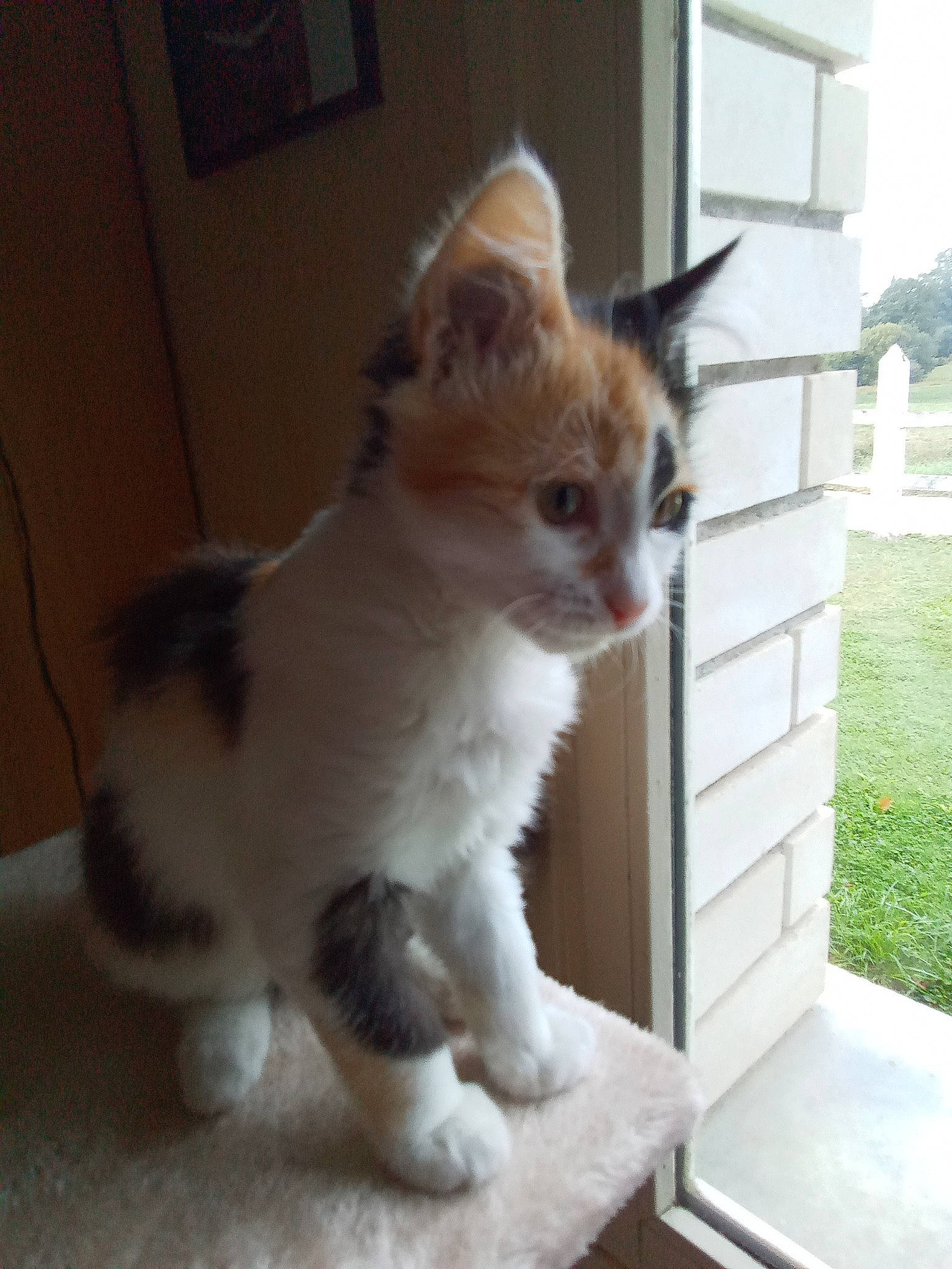 Isabelle participe au concours pour gagner de l'argent avec cette photo : carnivore, cat, claw, domestic_short_haired_cat, door, eye, fawn, felidae, flooring, fur, hardwood, paw, small_to_medium_sized_cats, snout, tail, tree, whiskers, window, wood