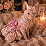 sphynx_cat, cat, pet, hairless_cat, pink_dress, bow, pearls, furry_blanket, flowers, candle, cozy, indoor, portrait, decor, luxury, animal, cute, feline, soft_lighting, elegant