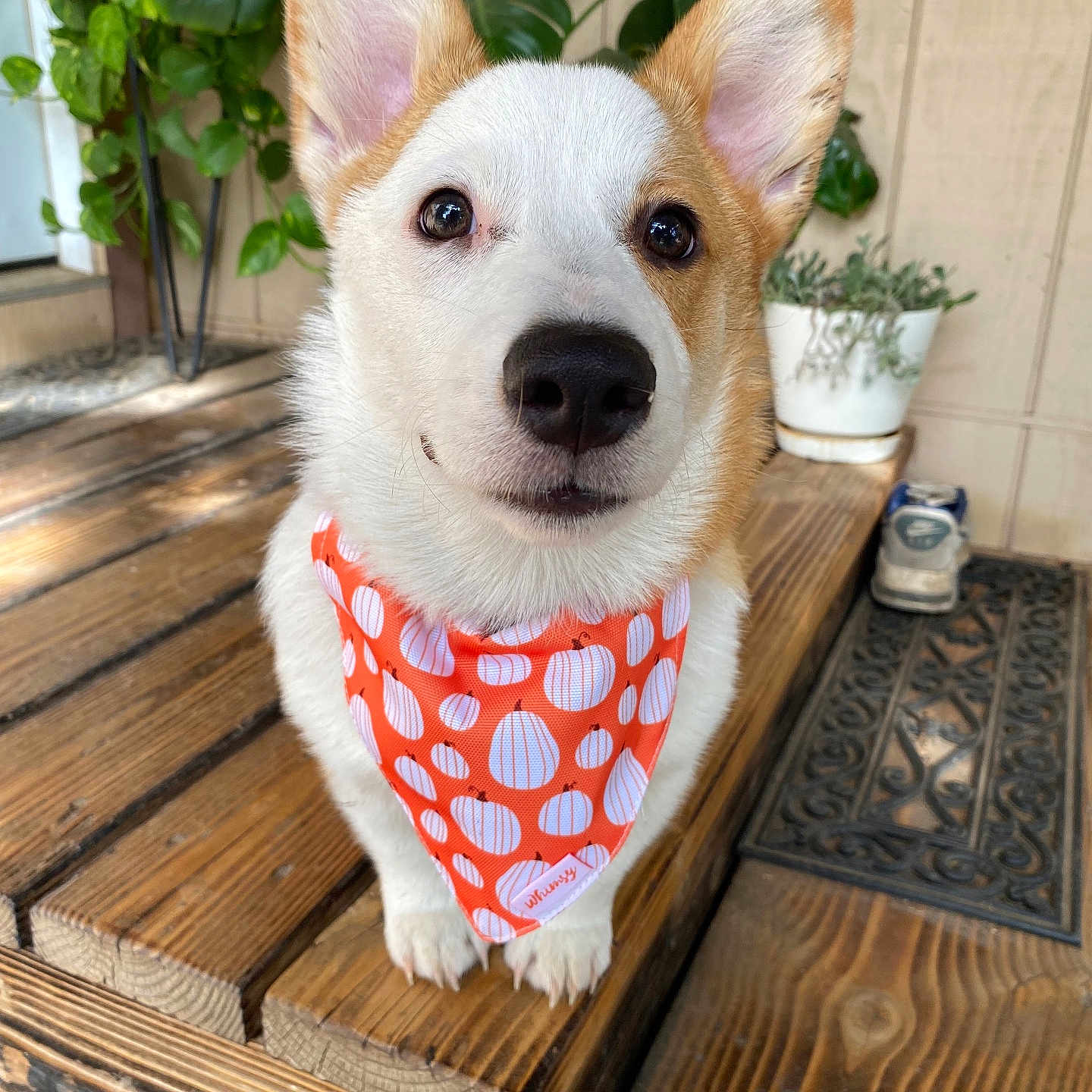 Boone is registered to the contest to win money with this photo: accessories, animal, canine, clothing, dog, footwear, hardwood, headband, indoors, interiordesign, jar, pet, plant, planter, pottedplant, pottery, puppy, shoe, vase, wood