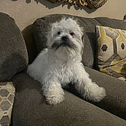 Mario joined the competition — help win amazing prizes! alert, black_nose, couch, cushion, cute, dark_eyes, dog, fluffy, furniture, home, indoor, living_room, long_hair, ornate_mirror, pet, portrait, sitting, small_dog, sofa, white_fur
