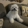 dog, small_dog, white_fur, fluffy, long_hair, sitting, couch, sofa, indoor, home, living_room, pet, portrait, cute, alert, black_nose, dark_eyes, cushion, ornate_mirror, furniture