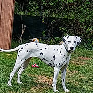Uline a rejoint le concours — aidez-le/la à gagner de superbes lots ! alert, animal, canine, collar, dalmatian, daylight, dog, domestic_animal, fur, grass, greenery, leisure, mammal, nature, outdoor, pet, play_toy, spots, standing, yard