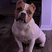 Rucci joined the competition — help win amazing prizes! dog, pet, indoor, wooden_floor, brown_and_white, curious, sitting, canine, animal, domestic, ears, face, floor, doorway, wall, quiet, companion, looking, alert, house