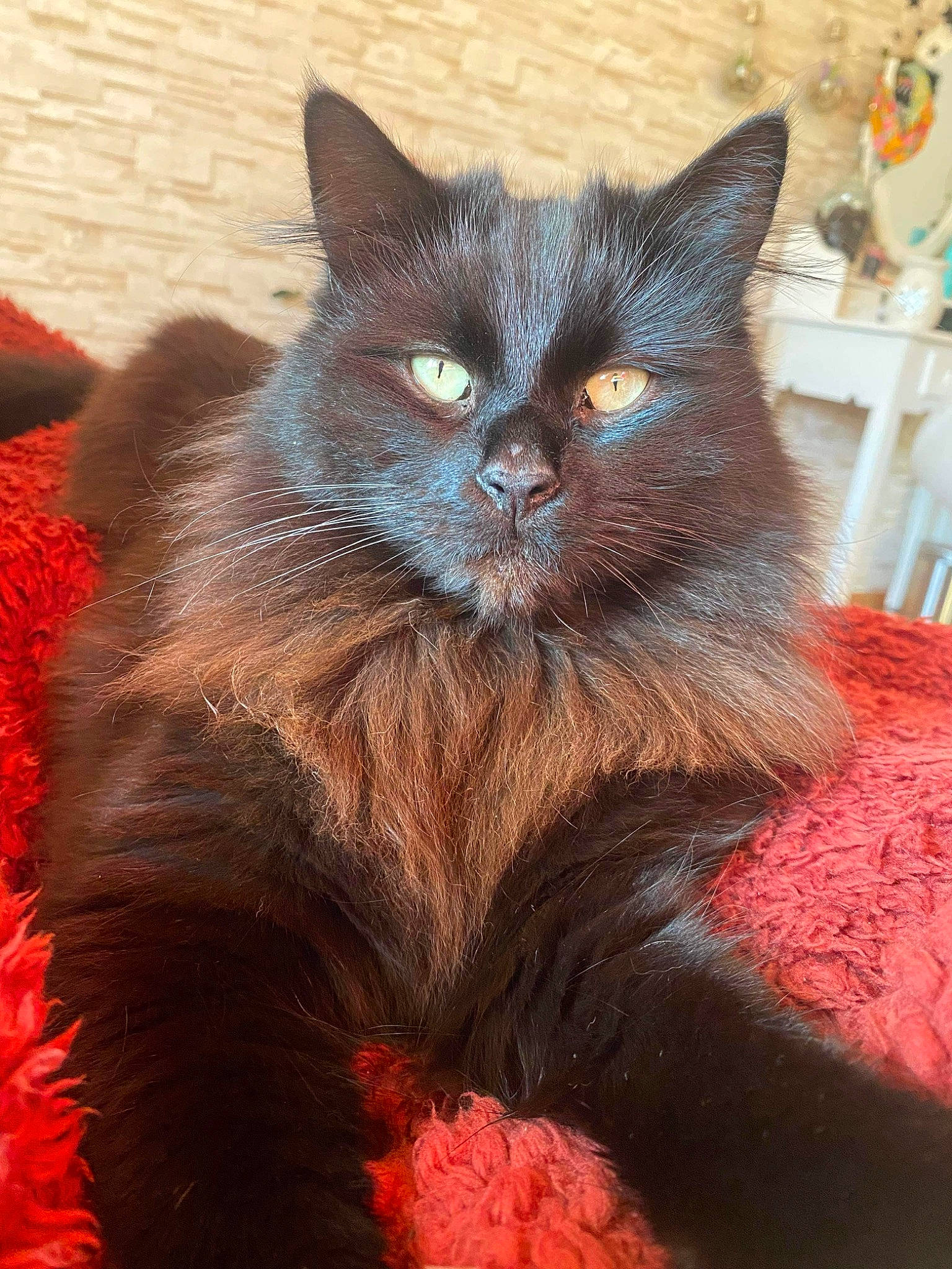 Simba participe au concours pour gagner de l'argent avec cette photo : black_cat, bombay, carnivore, cat, cat_supply, claw, comfort, coquelicot, domestic_short_haired_cat, fawn, felidae, fur, liver, paw, small_to_medium_sized_cats, snout, tail, terrestrial_animal, whiskers