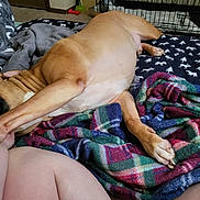Ronan joined the competition — help win amazing prizes! dog, blanket, plaid, indoor, carpet, legs, crate, relaxing, tan_dog, furniture, home, paw, person, cozy, resting, pattern, human, animal, comfort, living_room