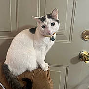 Molly joined the competition — help win amazing prizes! cat, white_cat, black_spots, collar, tag, tail, chair, brown_chair, indoor, door, doorknob, curious, pet, animal, feline, sitting, looking, fur, whiskers, ears