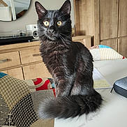 Clochette a rejoint le concours — aidez-le/la à gagner de superbes lots ! cat, black_cat, fluffy, yellow_eyes, table, furniture, mirror, chair, patchwork, indoor, pet, animal, domestic_cat, curled_tail, wooden_cabinet, cozy, home, sitting, portrait, close_up