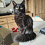 cat, black_cat, fluffy, yellow_eyes, table, furniture, mirror, chair, patchwork, indoor, pet, animal, domestic_cat, curled_tail, wooden_cabinet, cozy, home, sitting, portrait, close_up