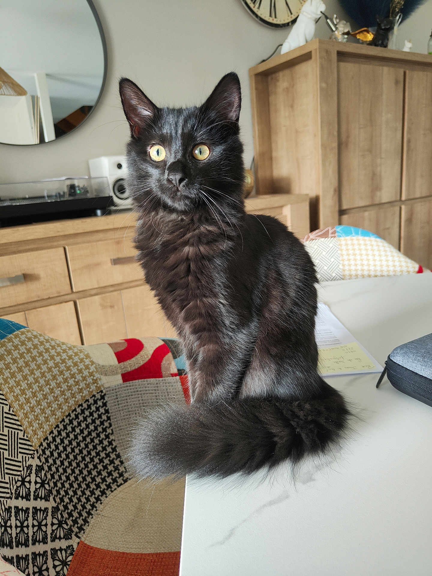 Clochette a rejoint le concours — aidez-le/la à gagner de superbes lots ! cat, black_cat, fluffy, yellow_eyes, table, furniture, mirror, chair, patchwork, indoor, pet, animal, domestic_cat, curled_tail, wooden_cabinet, cozy, home, sitting, portrait, close_up